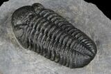 Austerops Trilobite - High Quality Specimen #174731-3